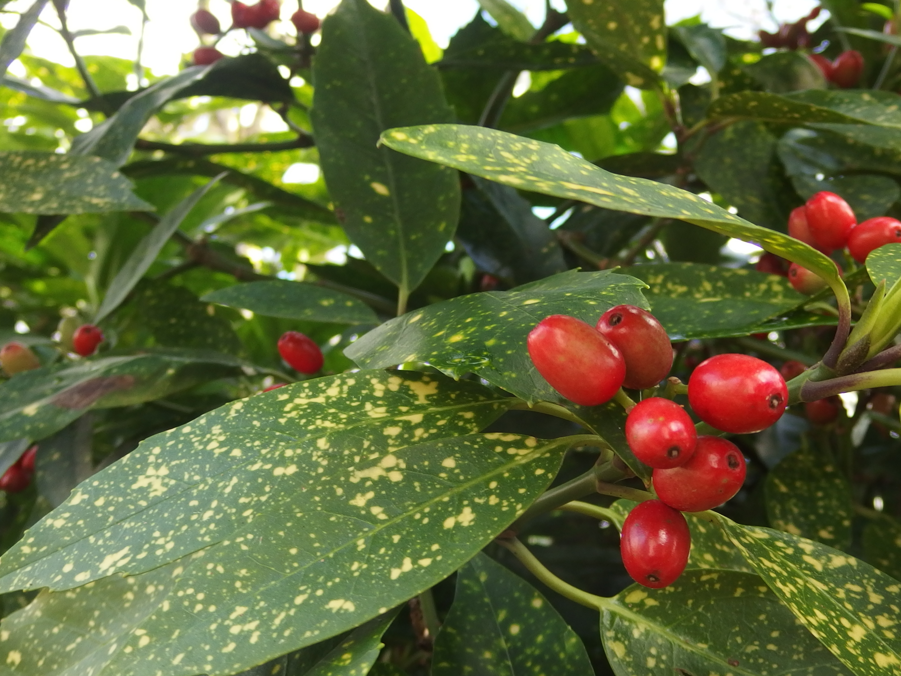 Aucuba japonica (door Aad van Diemen)