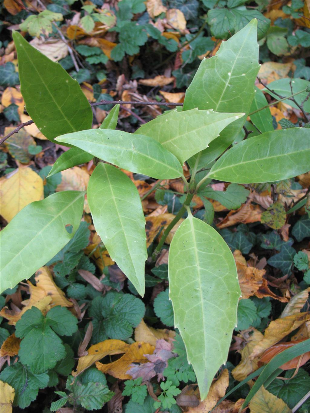 Aucuba japonica (door Rutger Barendse)