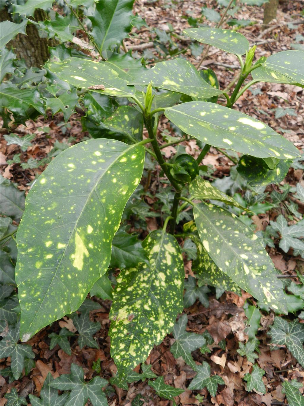 Aucuba japonica (door Rutger Barendse)