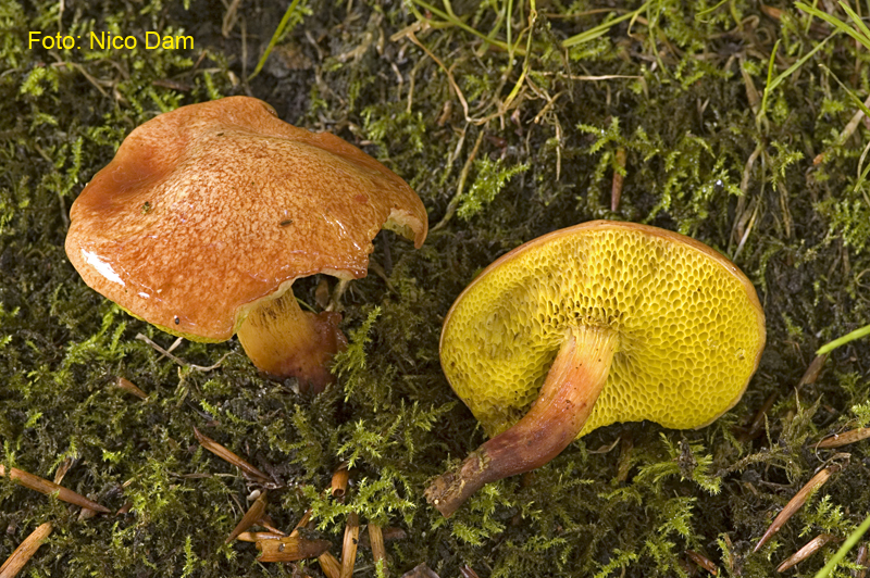 Aureoboletus gentilis (door Nico Dam)