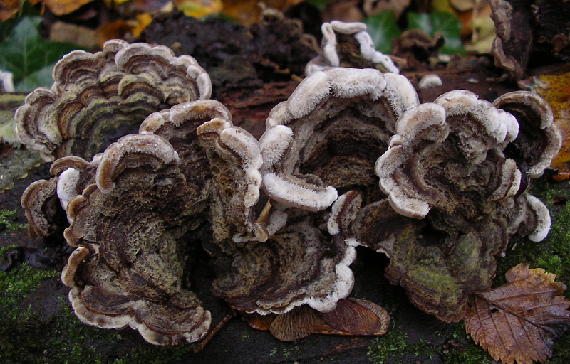 Auricularia mesenterica (door Aldert Gutter)