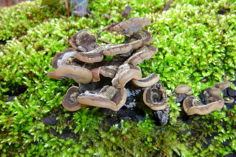 Auricularia mesenterica (door Gert Immerzeel)