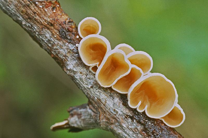 Schizophyllum amplum (door Menno Boomsluiter)