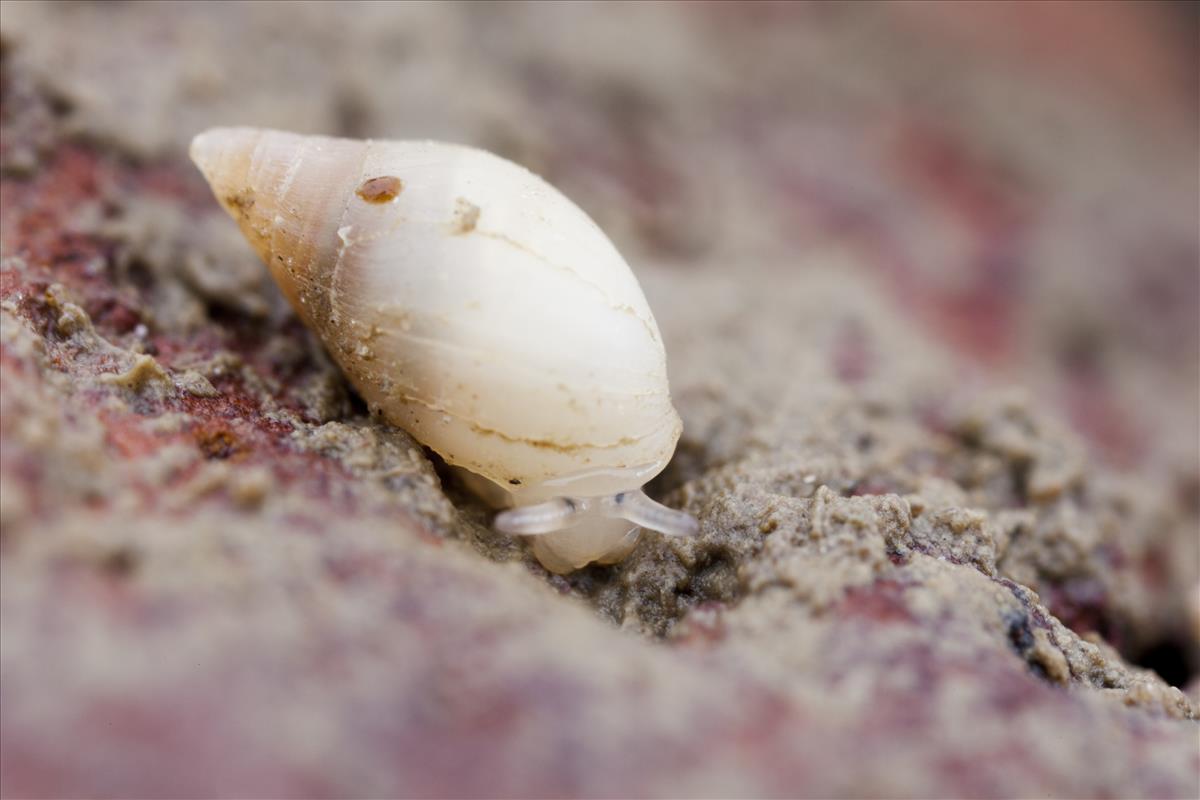 Leucophytia bidentata (door Mark van Veen)