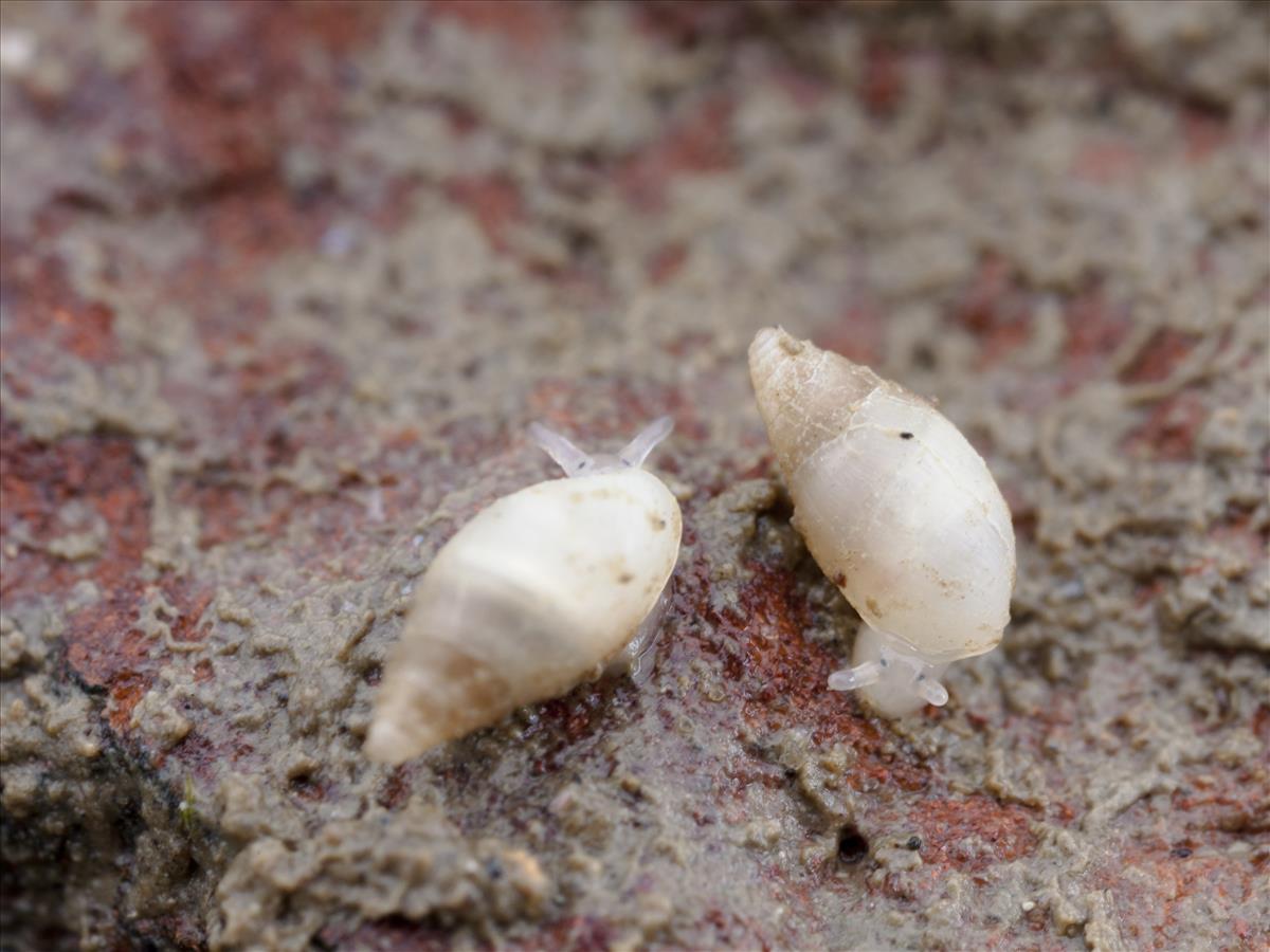 Leucophytia bidentata (door Mark van Veen)