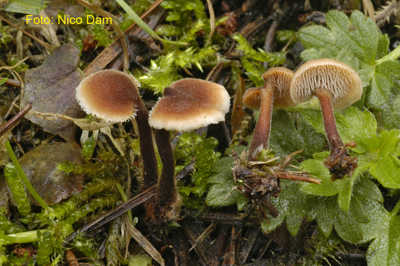 Auriscalpium vulgare (door Nico Dam)