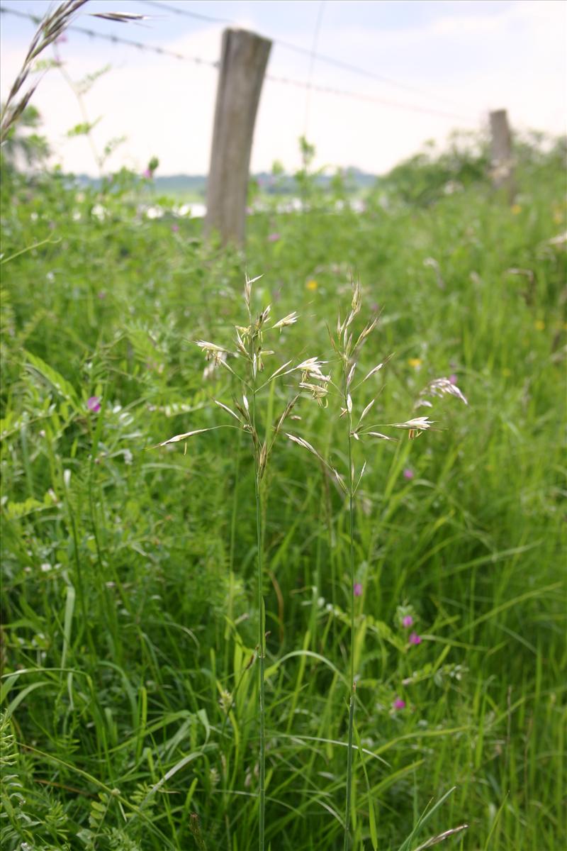 Avenula pubescens (door Niels Jeurink)