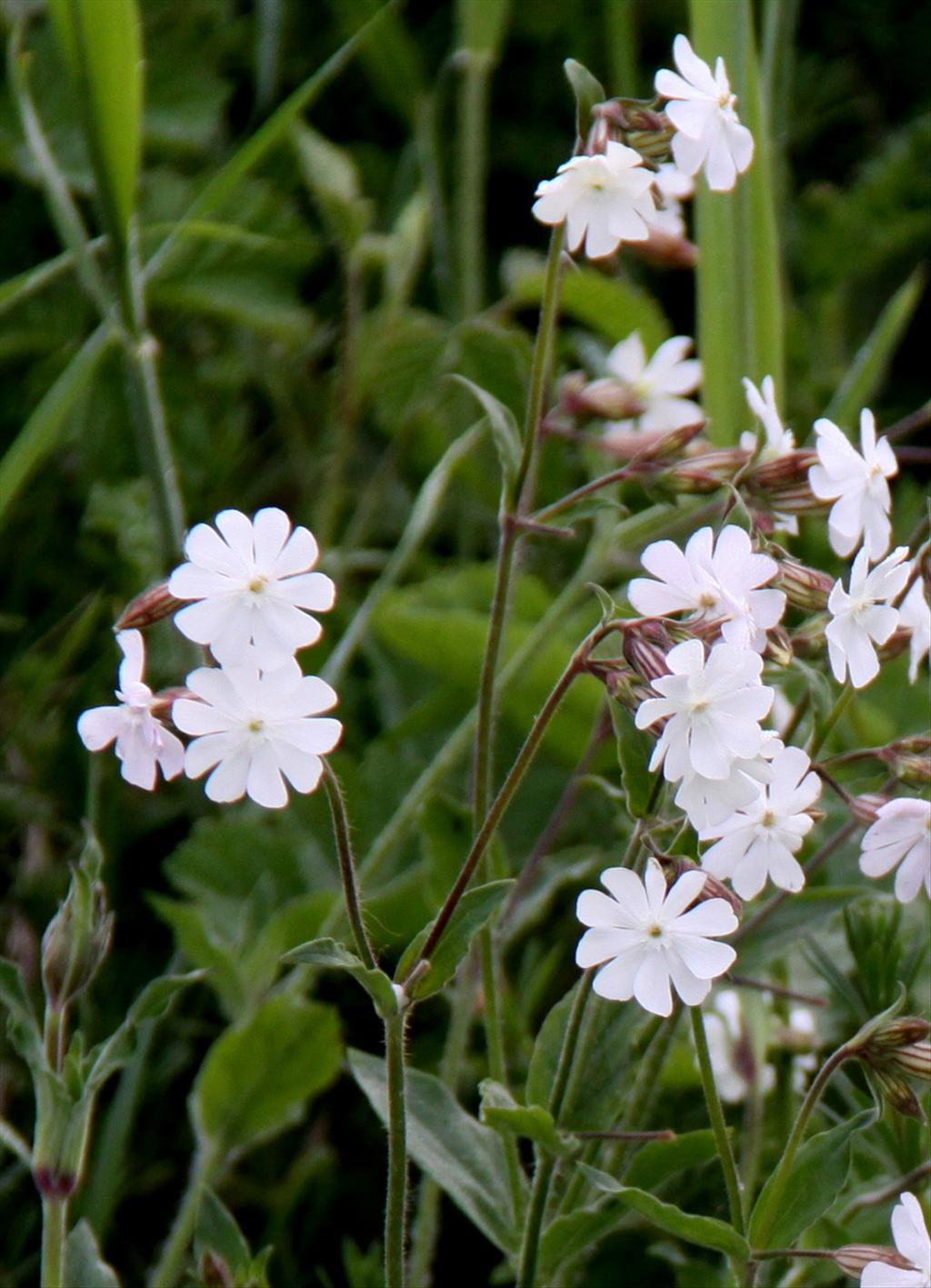 Silene latifolia subsp. alba (door Peter Meininger)