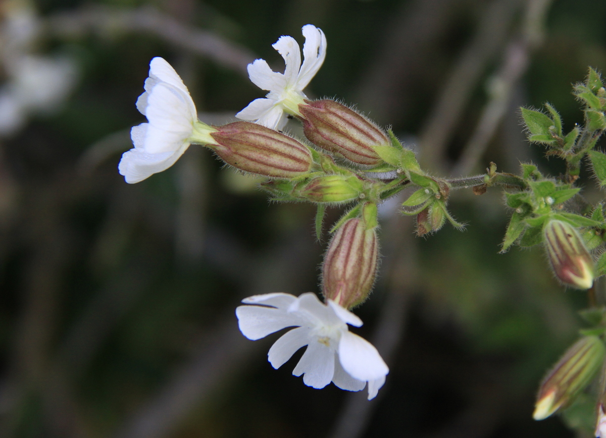 Silene latifolia subsp. alba (door Peter Meininger)