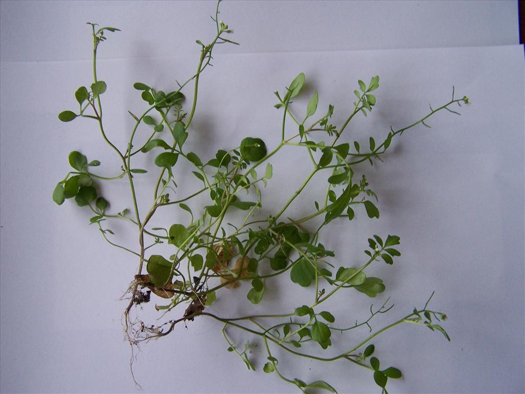 Cardamine occulta (door Edwin Dijkhuis)