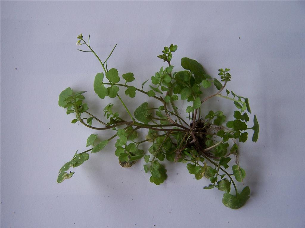 Cardamine occulta (door Edwin Dijkhuis)