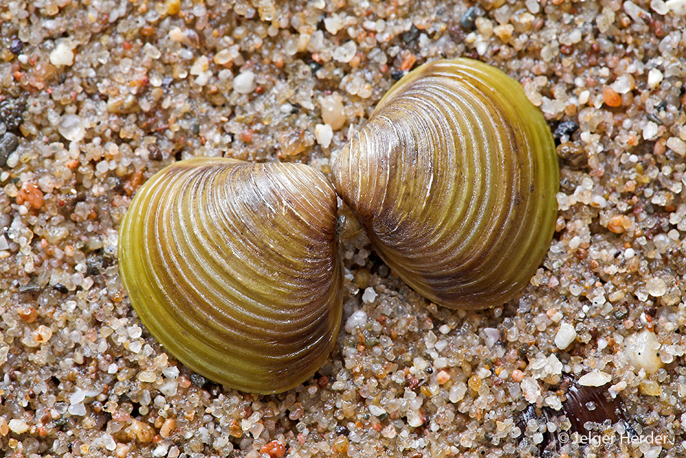 Corbicula fluminea (door Jelger Herder)