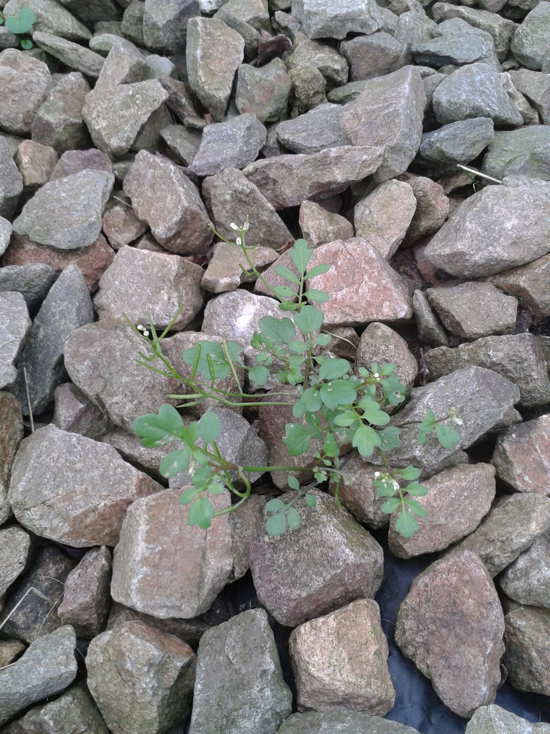 Cardamine occulta (door Edwin Dijkhuis)