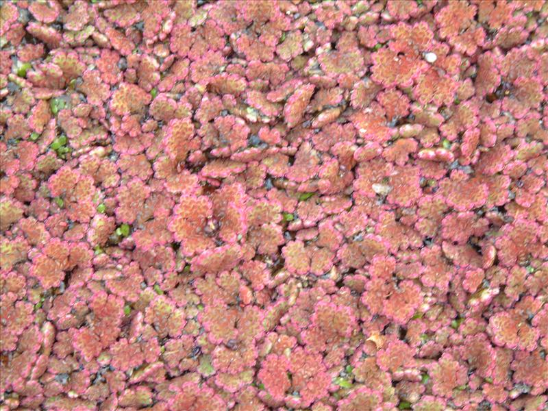 Azolla filiculoides (door Adrie van Heerden)