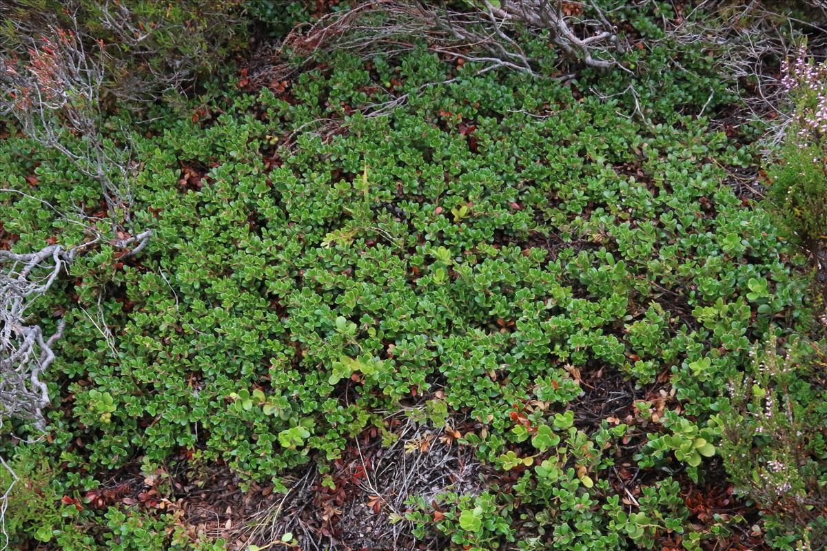 Arctostaphylos uva-ursi (door Willem Braam)