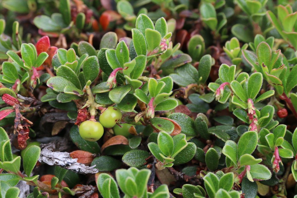 Arctostaphylos uva-ursi (door Willem Braam)