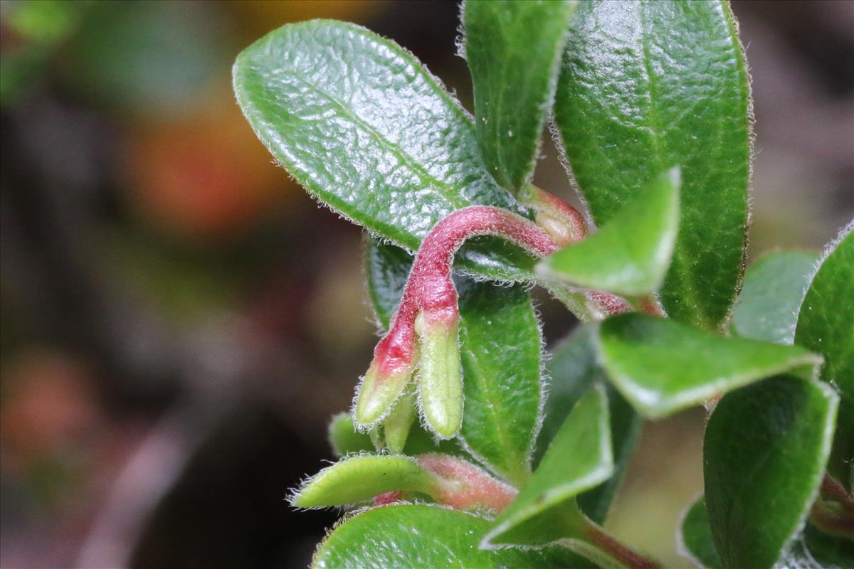 Arctostaphylos uva-ursi (door Willem Braam)