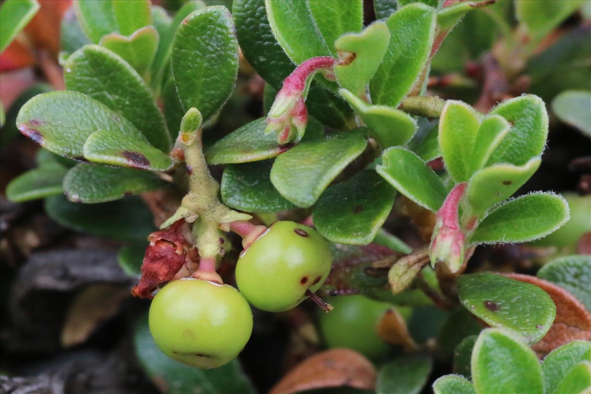 Arctostaphylos uva-ursi (door Willem Braam)