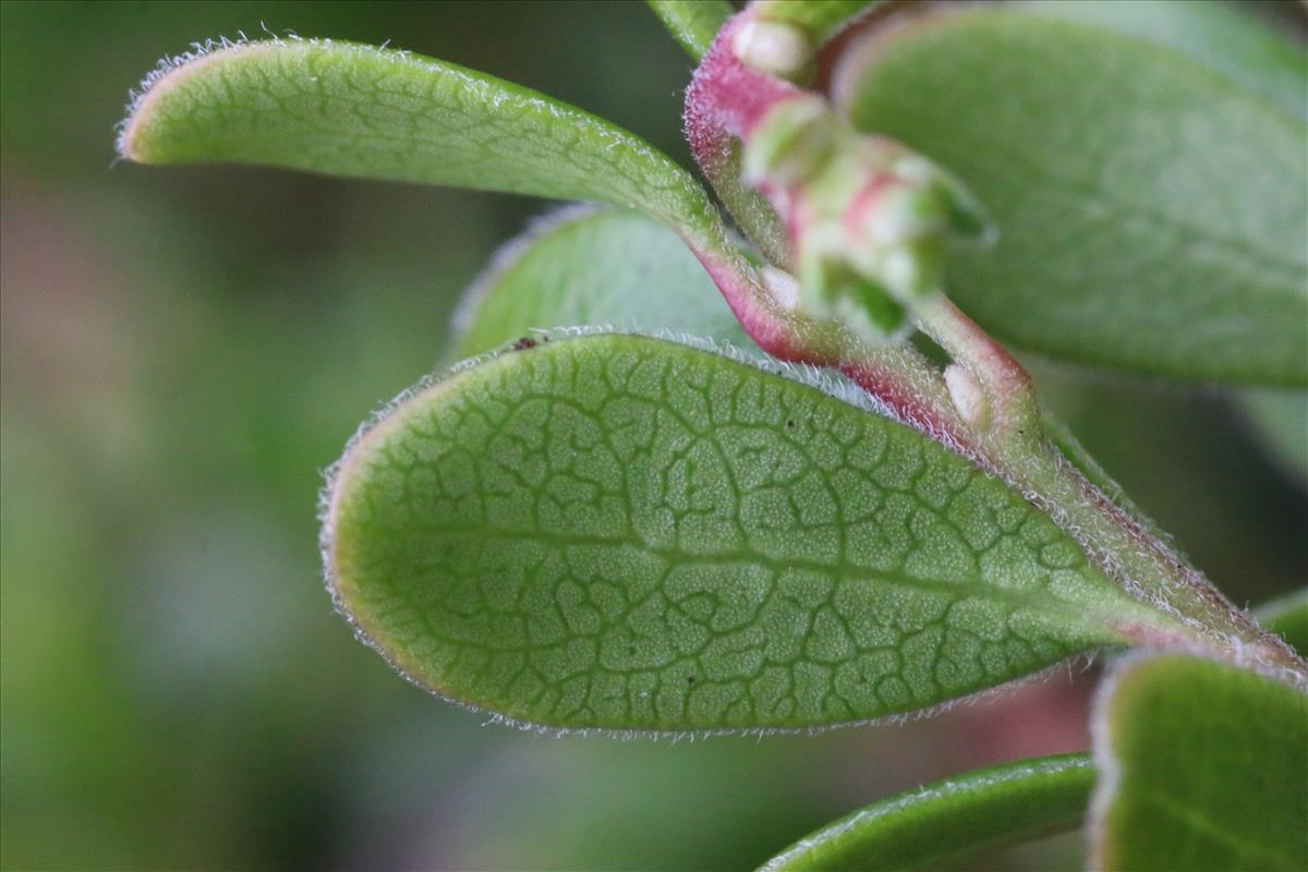 Arctostaphylos uva-ursi (door Willem Braam)