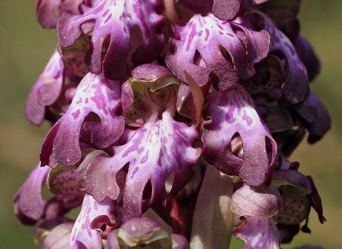 Himantoglossum robertianum (door Hans Dekker)