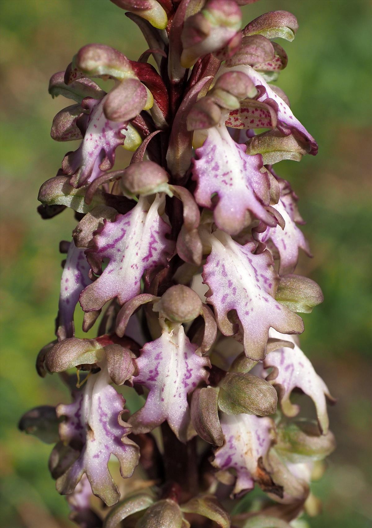 Himantoglossum robertianum (door Hans Dekker)