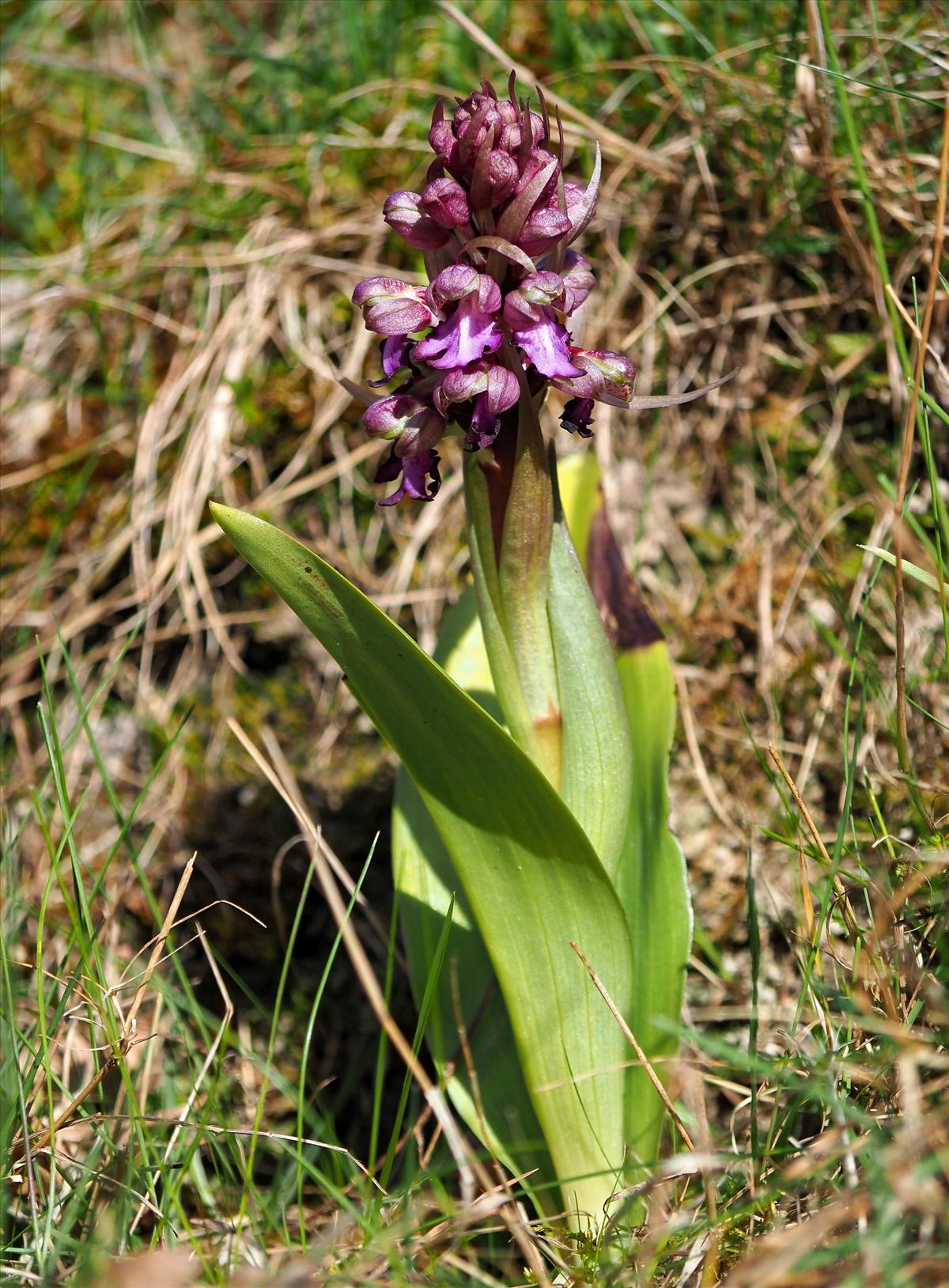 Himantoglossum robertianum (door Hans Dekker)