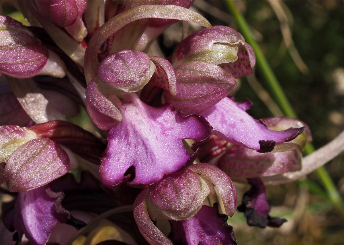 Himantoglossum robertianum (door Hans Dekker)