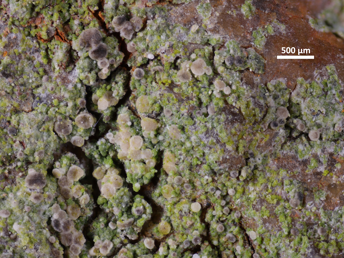 Bacidina saxenii (door Henk-Jan van der Kolk)