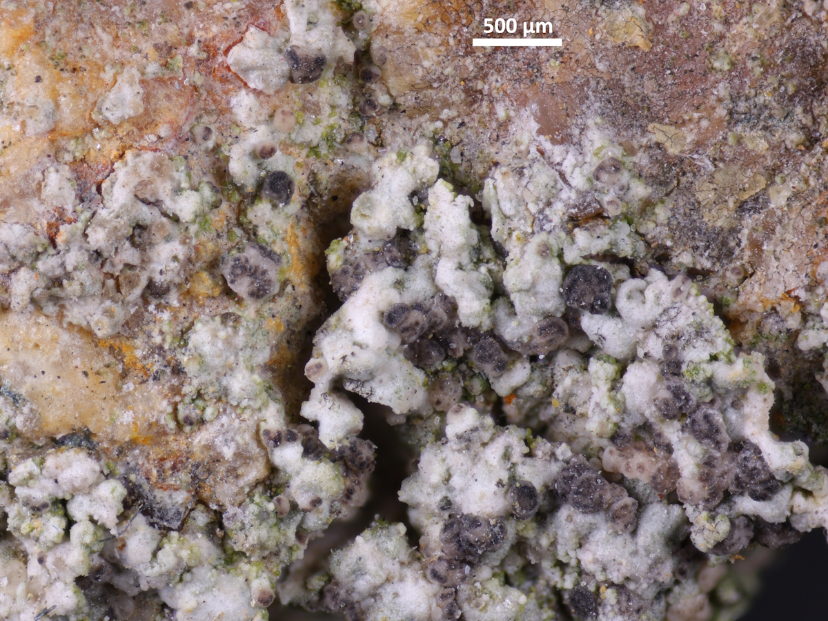 Bacidina saxenii (door Henk-Jan van der Kolk)