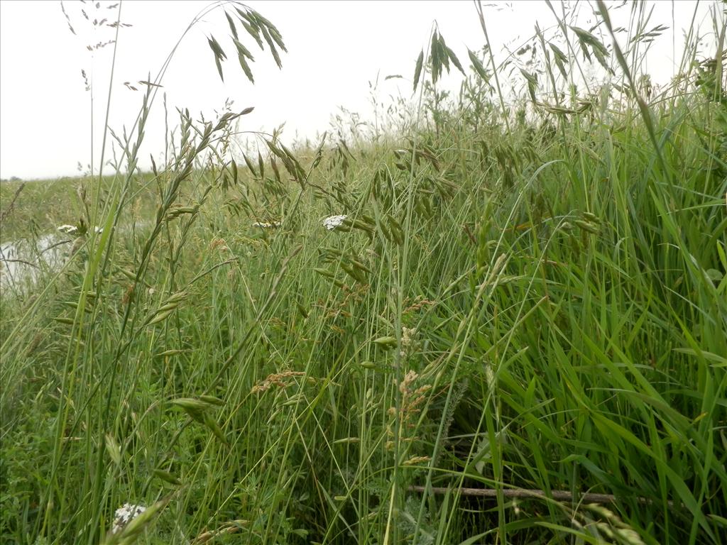 Bromus racemosus subsp. commutatus (door Max Simmelink)