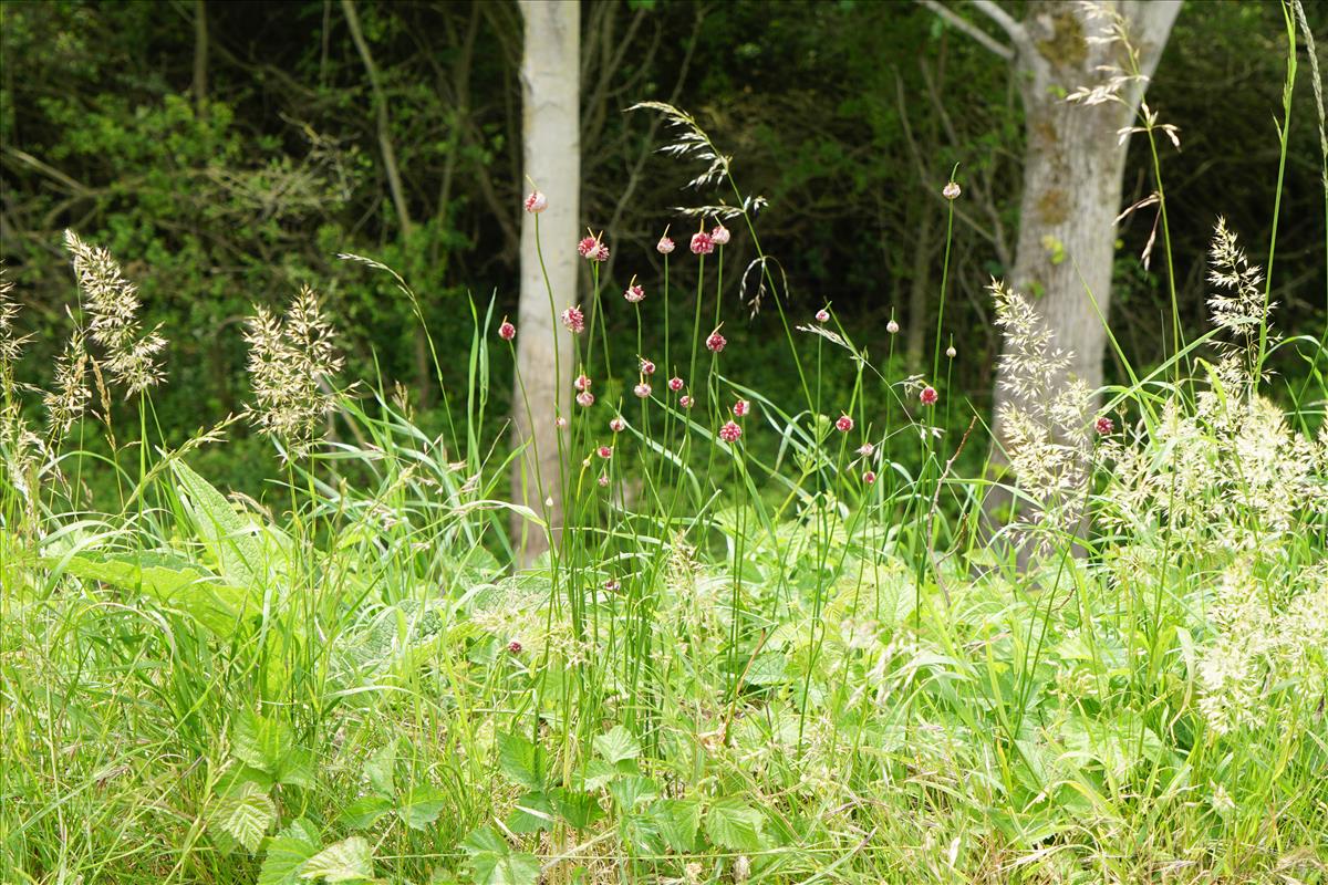 Allium vineale (door Jetske Metzlar)