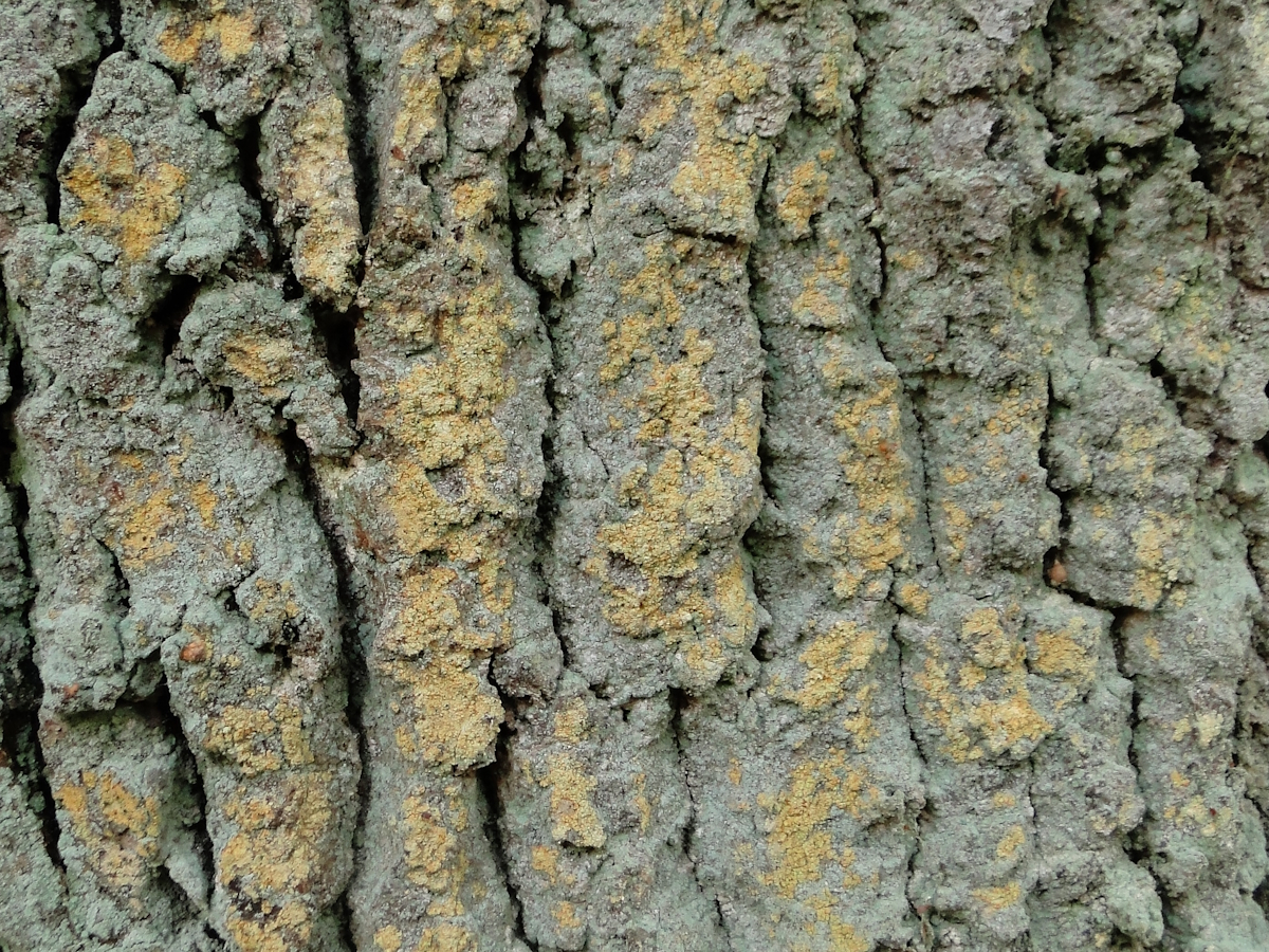 Chaenotheca ferruginea (door Henk-Jan van der Kolk)