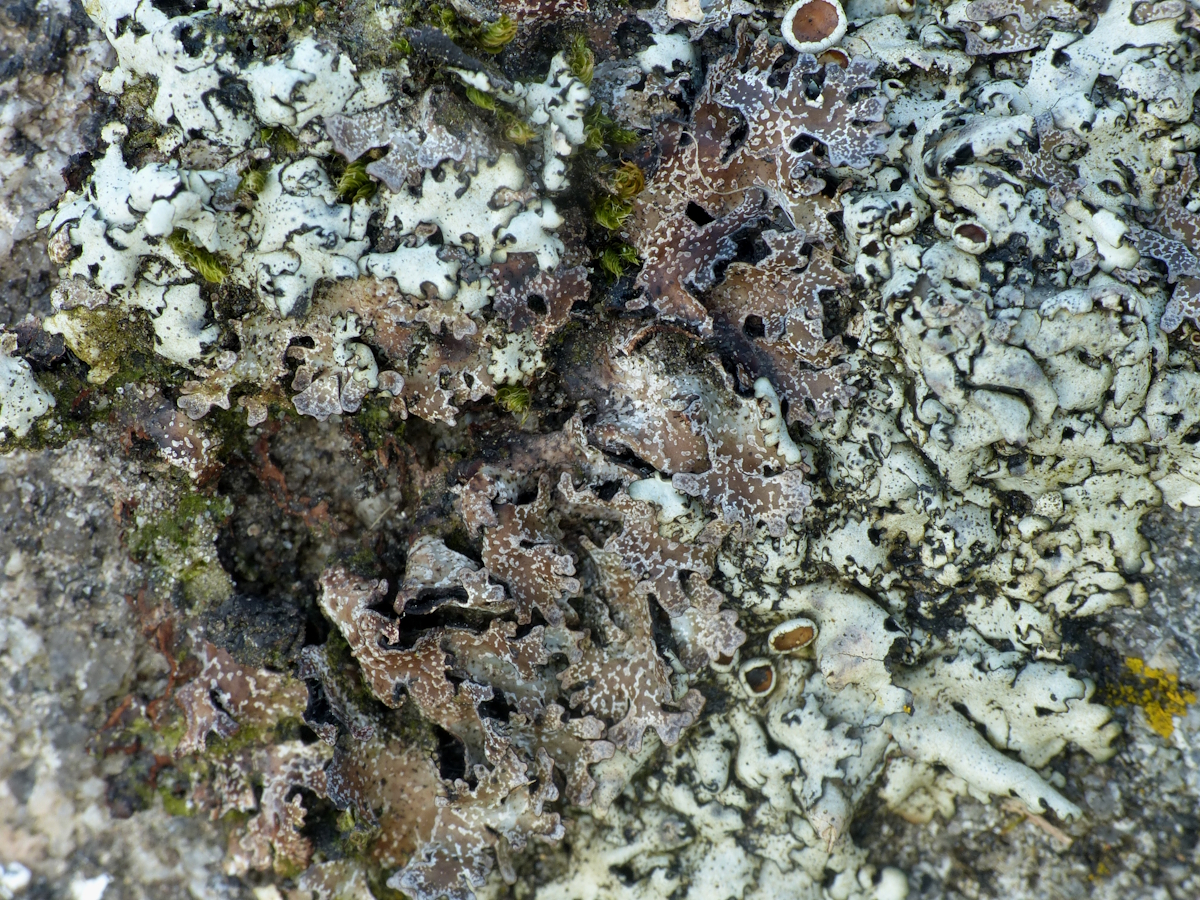 Parmelia omphalodes (door Henk-Jan van der Kolk)