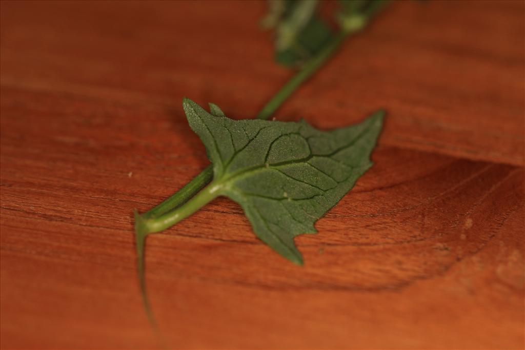 Atriplex prostrata (door Rudolf van der Schaar)