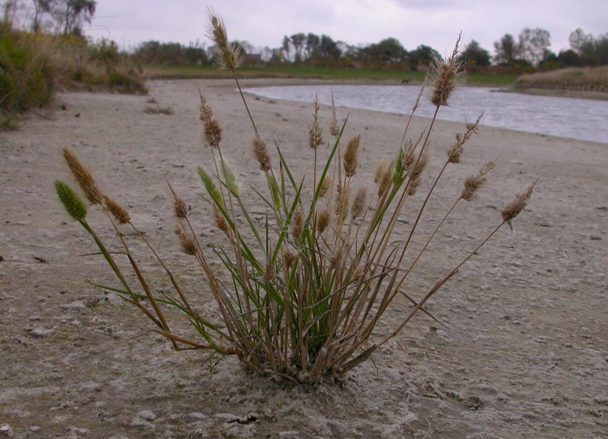 Polypogon monspeliensis (door Peter Meininger)