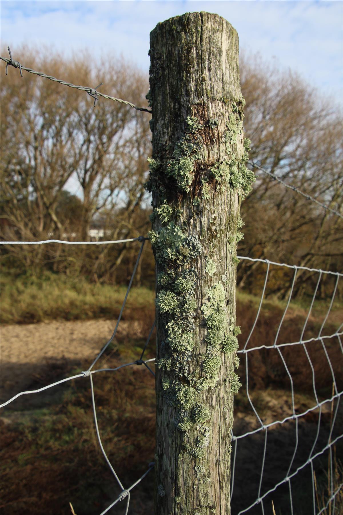 Usnea cornuta (door Maarten Langbroek)