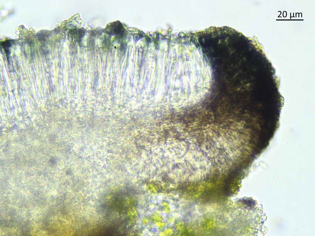 Bacidia circumspecta (door Henk-Jan van der Kolk)