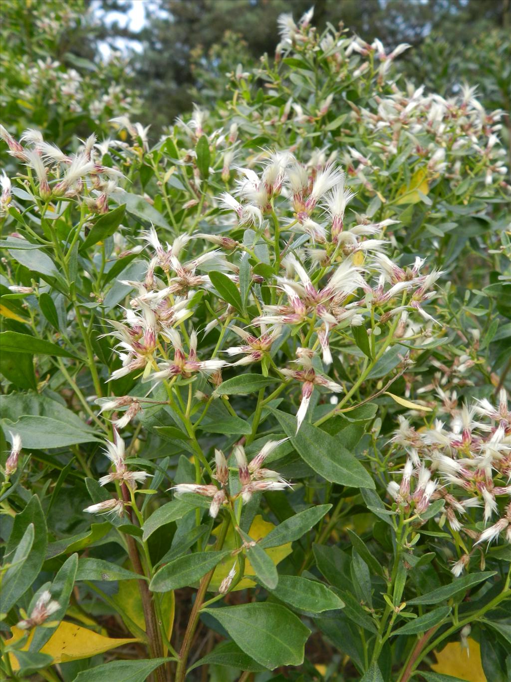 Baccharis halimifolia (door Rutger Barendse)