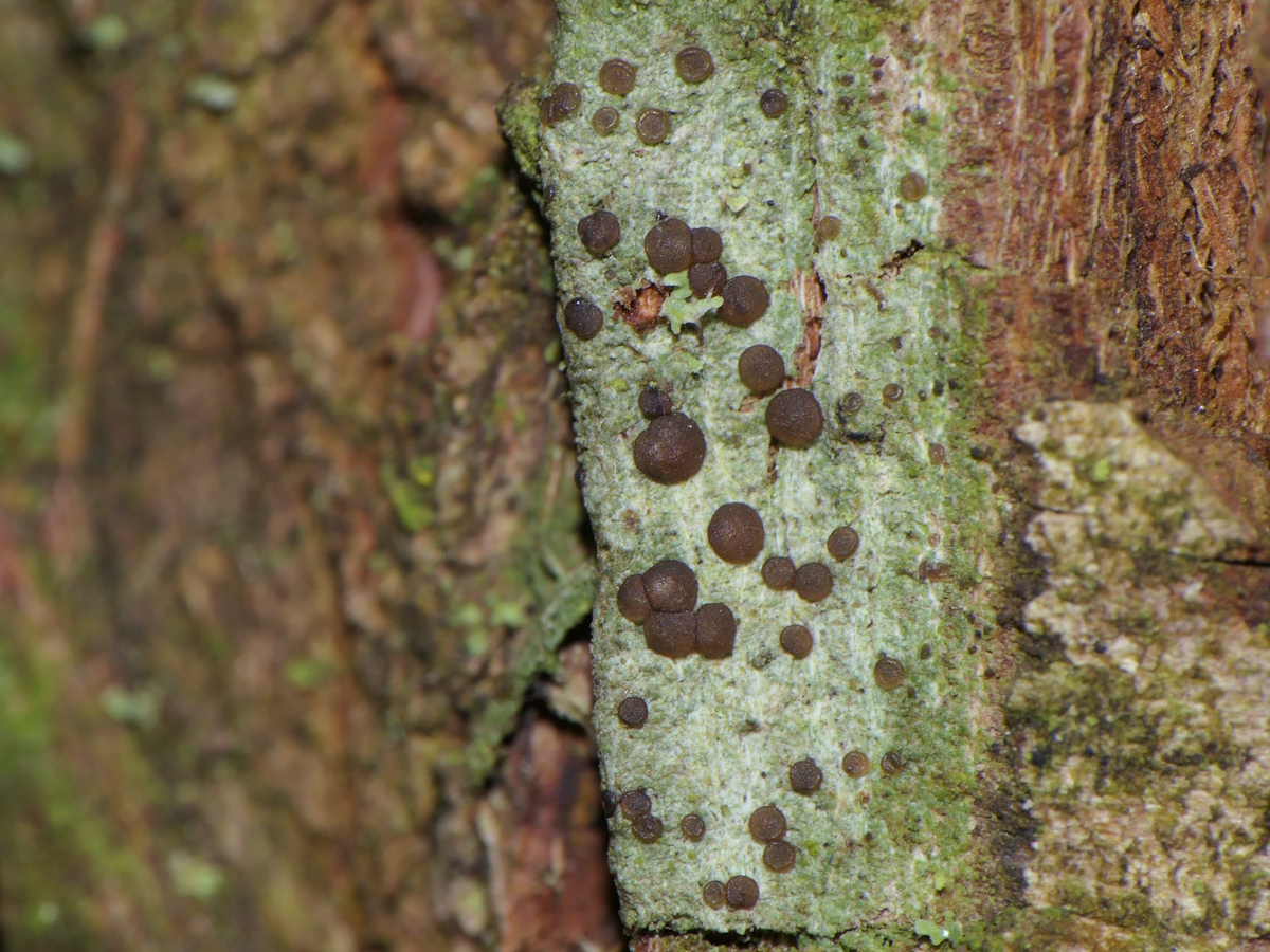 Bacidia arceutina (door Henk-Jan van der Kolk)