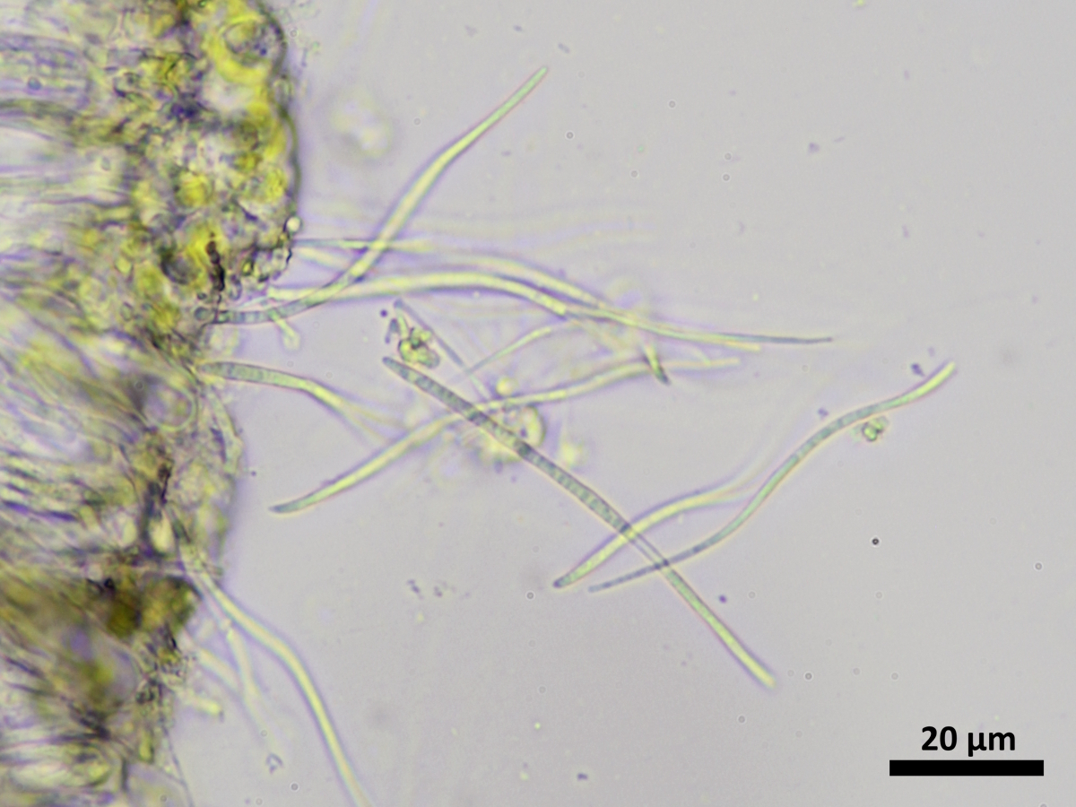 Bacidia arceutina (door Henk-Jan van der Kolk)