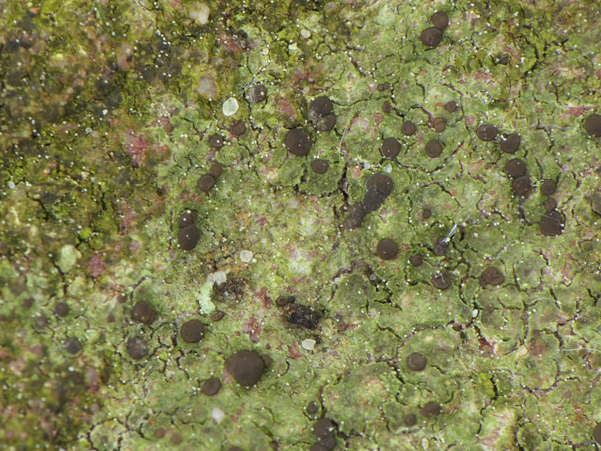 Bacidia arceutina (door Henk-Jan van der Kolk)