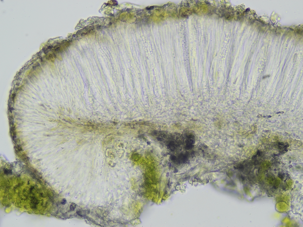 Bacidia arceutina (door Henk-Jan van der Kolk)