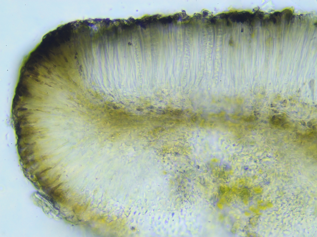 Bacidia arceutina (door Henk-Jan van der Kolk)