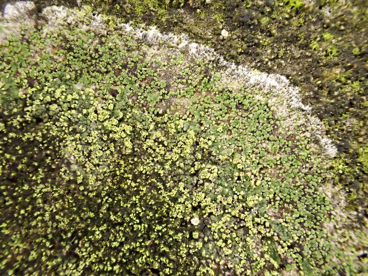 Bacidia fuscoviridis (door Arne van Wingerden)