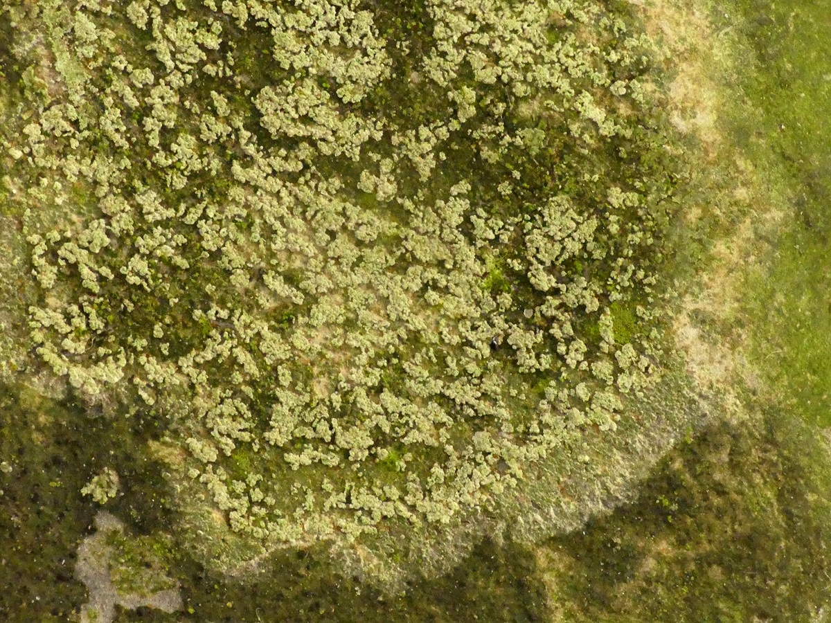 Bacidia fuscoviridis (door Guido Berger)