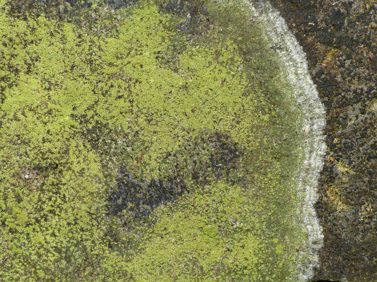 Bacidia fuscoviridis (door Henk-Jan van der Kolk)