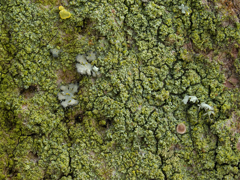 Bacidina neosquamulosa (door Bart Horvers)