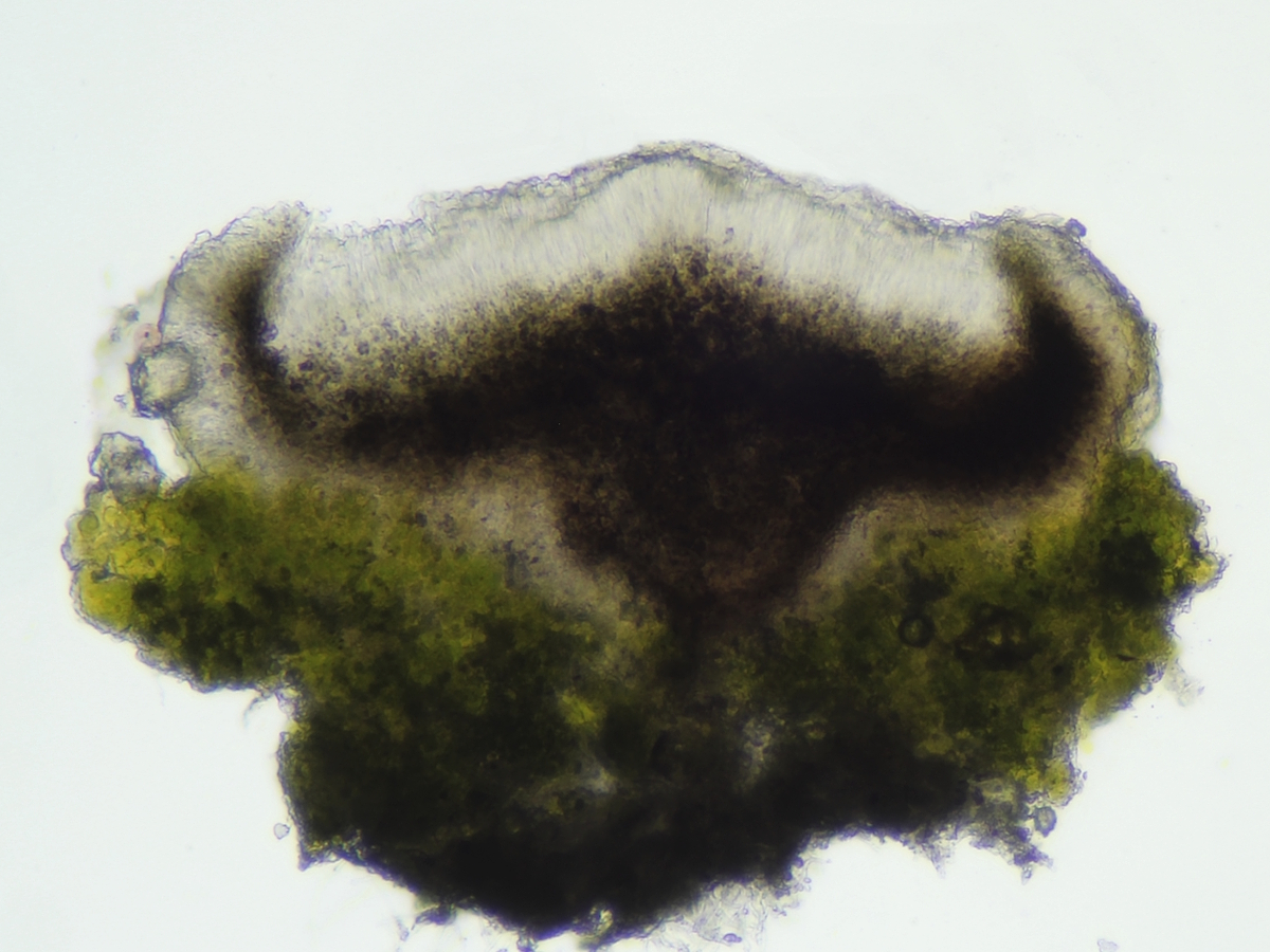 Bacidina arnoldiana (door Henk-Jan van der Kolk)
