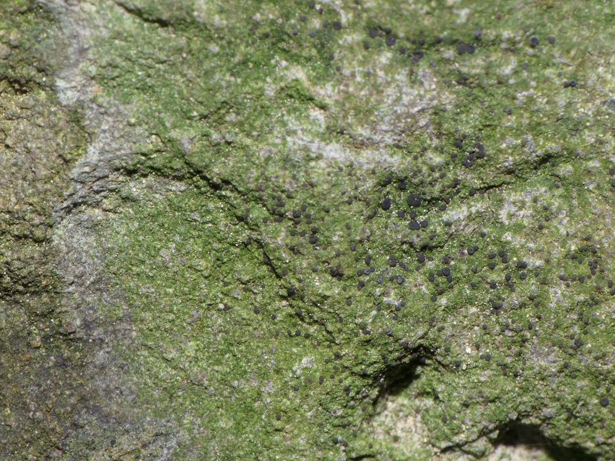 Bacidina arnoldiana (door Henk-Jan van der Kolk)