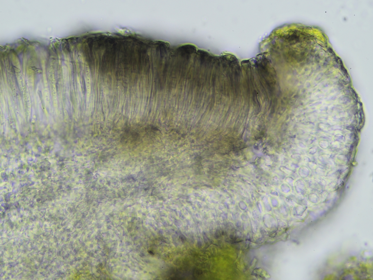 Bacidina assulata (door Henk-Jan van der Kolk)